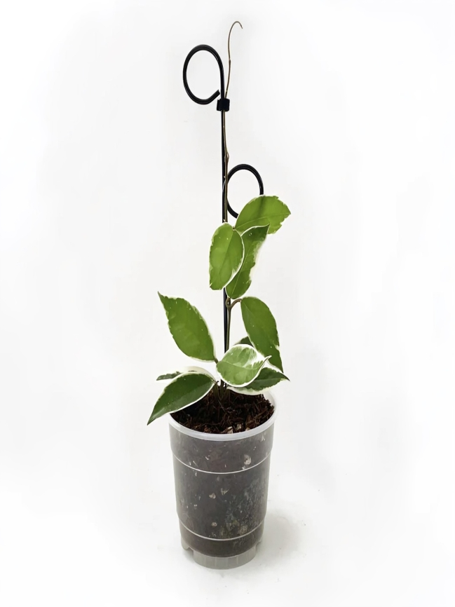 Botanopia Perch Indoor Plant Stake - Black