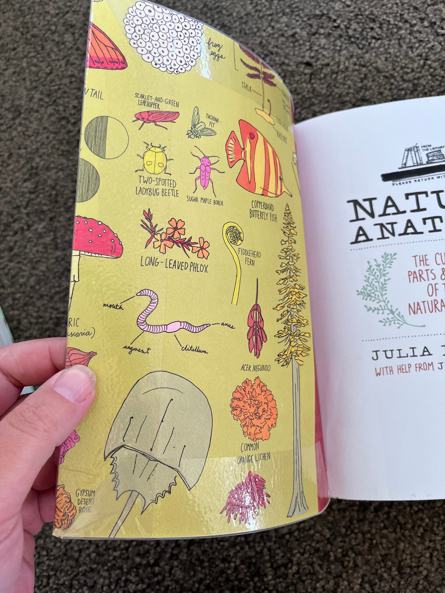 Nature Anatomy: The Curious Parts & Pieces of the Natural World by Julia Rothman