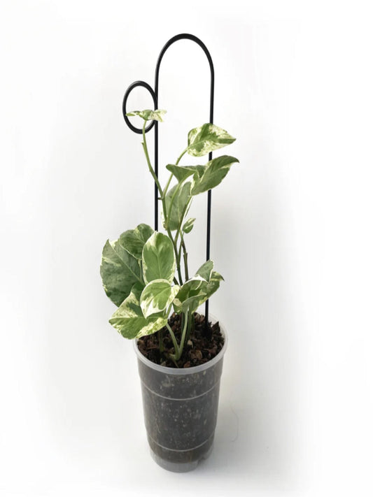 Botanopia Bump Indoor Plant Stake - Black