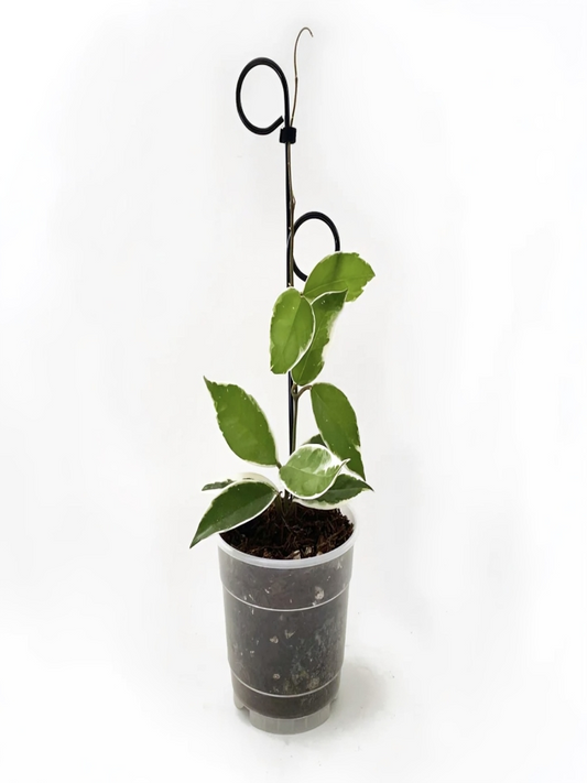 Botanopia Perch Indoor Plant Stake - Black