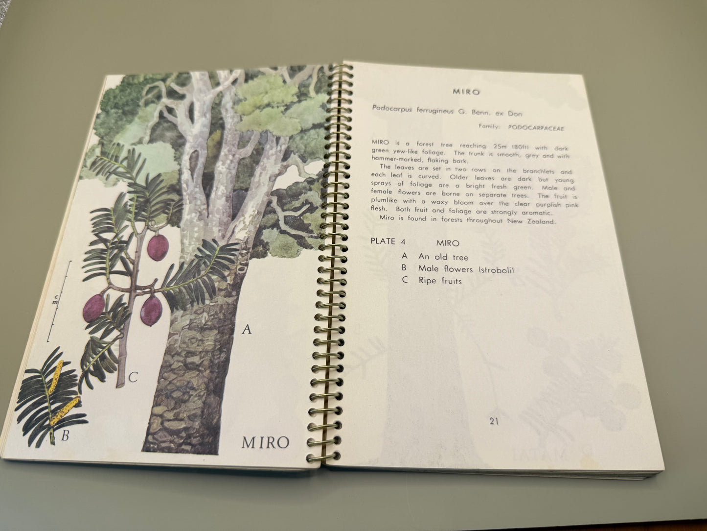 The Fiat Book of New Zealand Trees by Nancy M. Adams