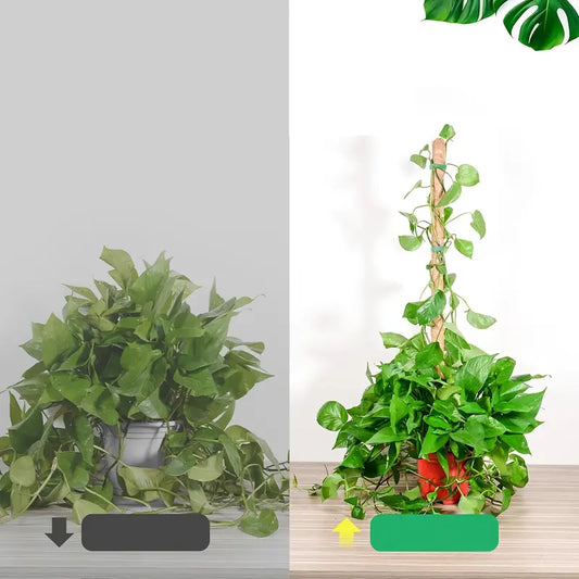 30cm Plant Pole